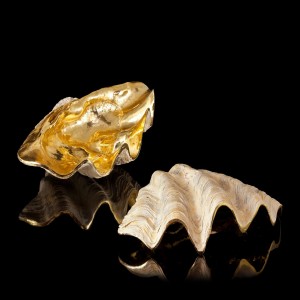 CONCHIGLIA TRIDACNE RESI