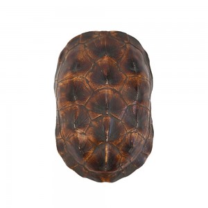TURTLE SHELL