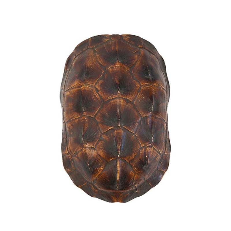 TURTLE SHELL