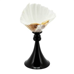 STAND KRIZIA TRIDACNE