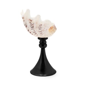 STAND KRIZIA TRIDACNE