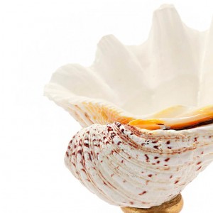 STAND KRIZIA TRIDACNE