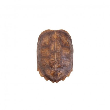 TURTLE SHELL