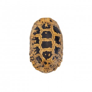 TURTLE HERMANNI SHELL