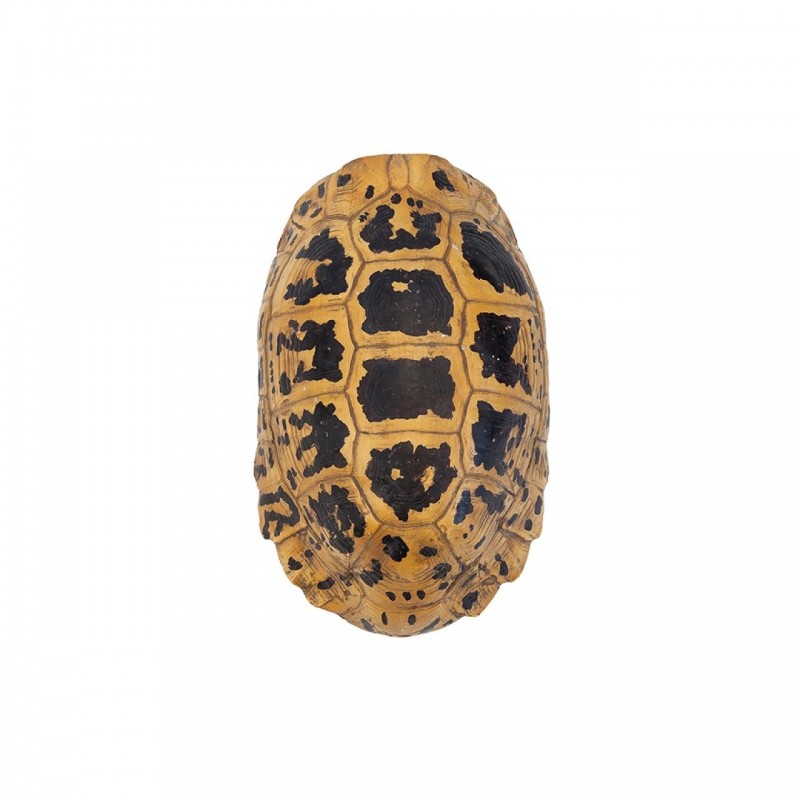 TURTLE HERMANNI SHELL