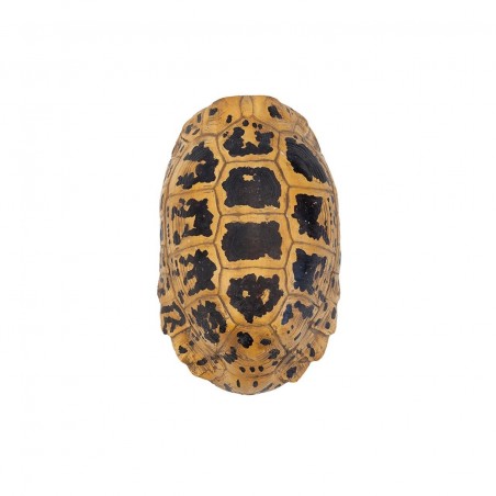 TURTLE HERMANNI SHELL