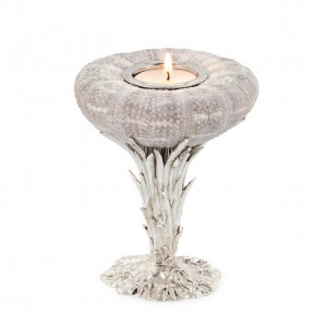 CANDLEH SEA URCHIN