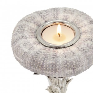 CANDLEH SEA URCHIN